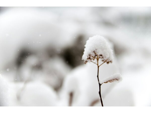 Фотографии на снегу - Фото на снегу: ваш гид | bawowna.store