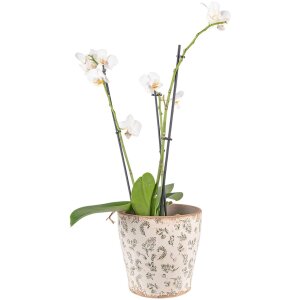 Clayre & Eef 6CE1545L Декоративный цветочный горшок...