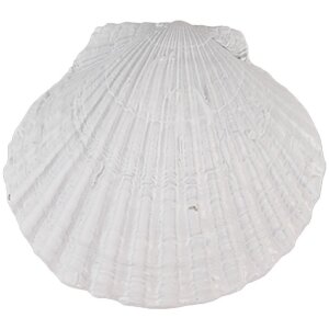 Clayre & Eef 65734 Türknauf Muschel Weiß...