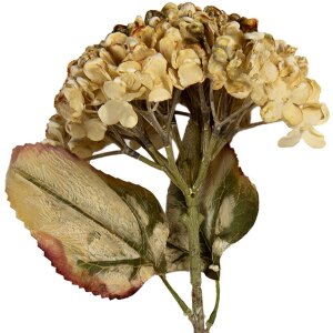 Clayre & Eef 6PL0404BE Dekoration Zweig mit Blumen...