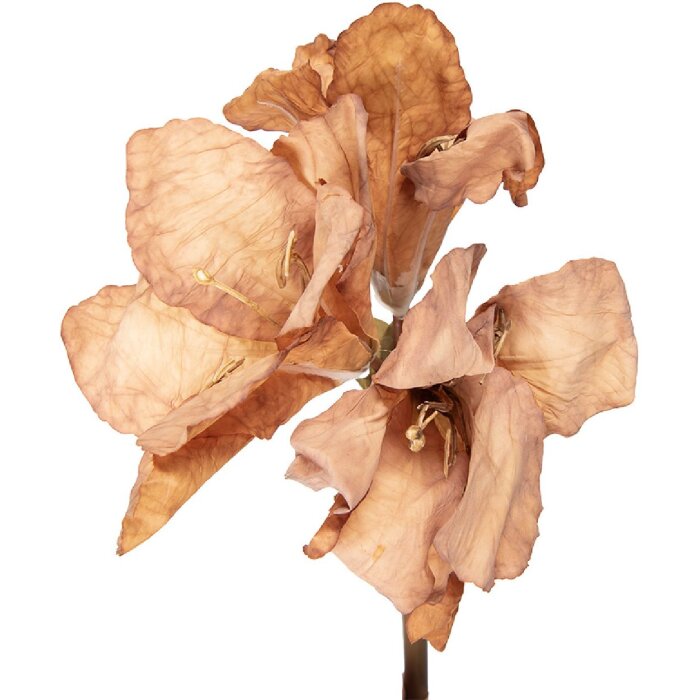 Кустарник Clayre & Eef 5PL0264BE коричневый 16x16x65 см