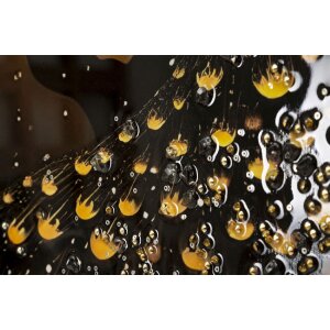 Мауро Ферретти. Картина на стену «Павлин» — холст с рамой 70x100 см